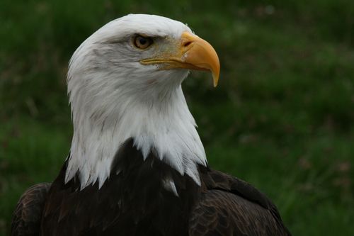 Free Close-up portrait of a majestic bald eagle in nature. Perfect for wildlife enthusiasts. Stock Photo