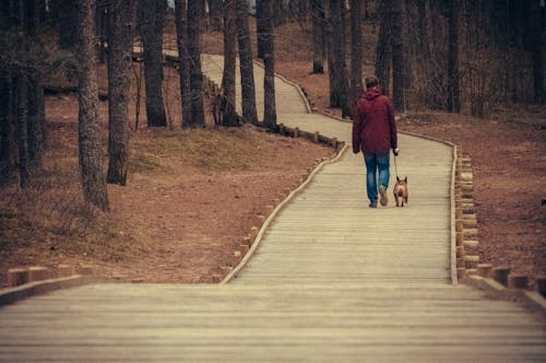 가을 숲, 개, 걷기의 무료 스톡 사진
