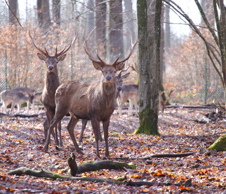 A Herd Of Red Deers In The Forest 