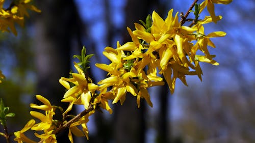 Yellow Petaled Flower during Daytime Selective Focus Photography