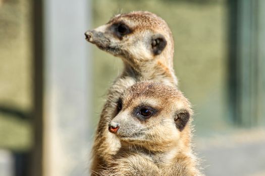 Close-up view of two alert meerkats standing side by side in a wildlife setting.