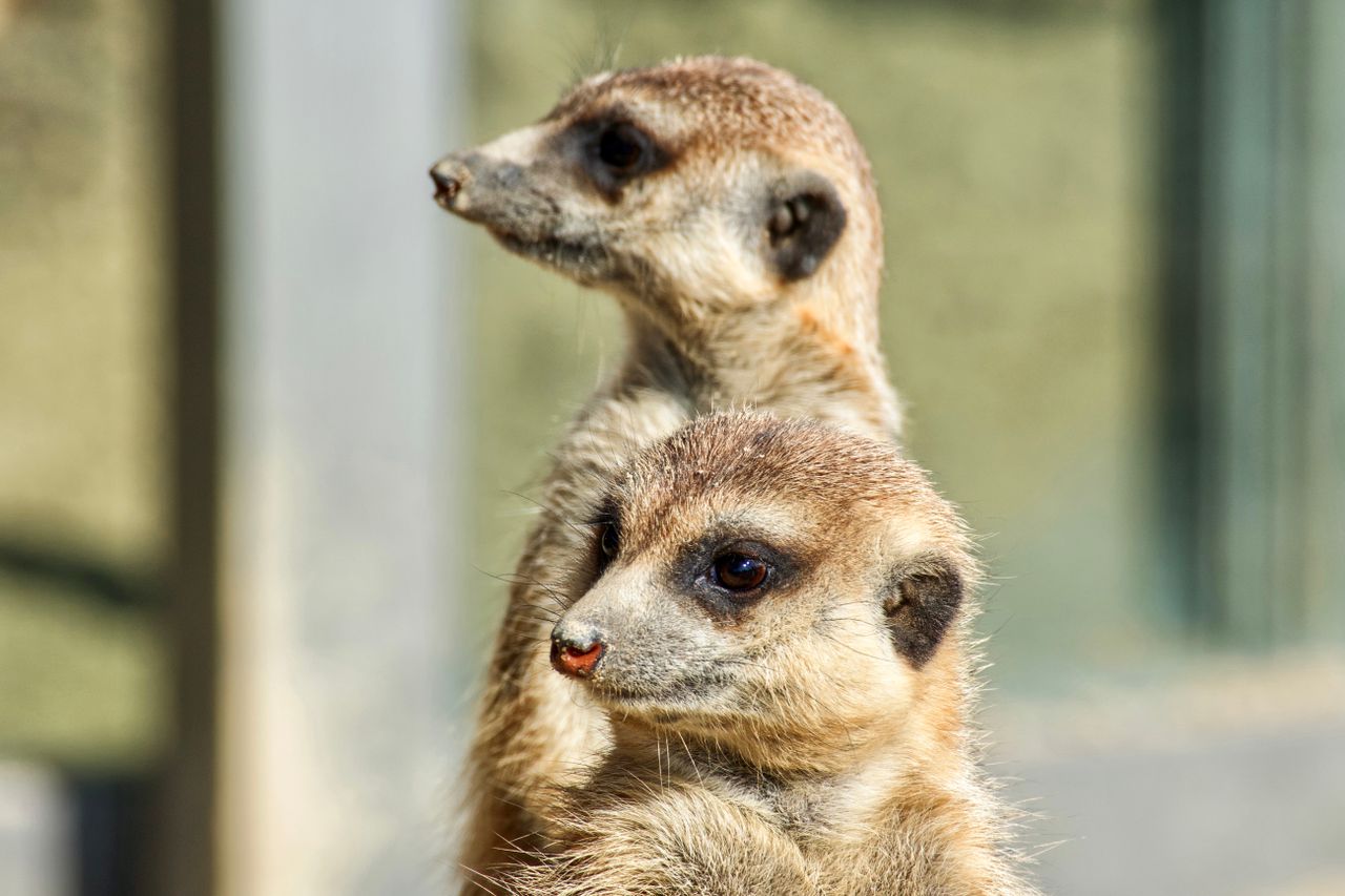 close up view of two alert meerkats standing side by side in a wildlif