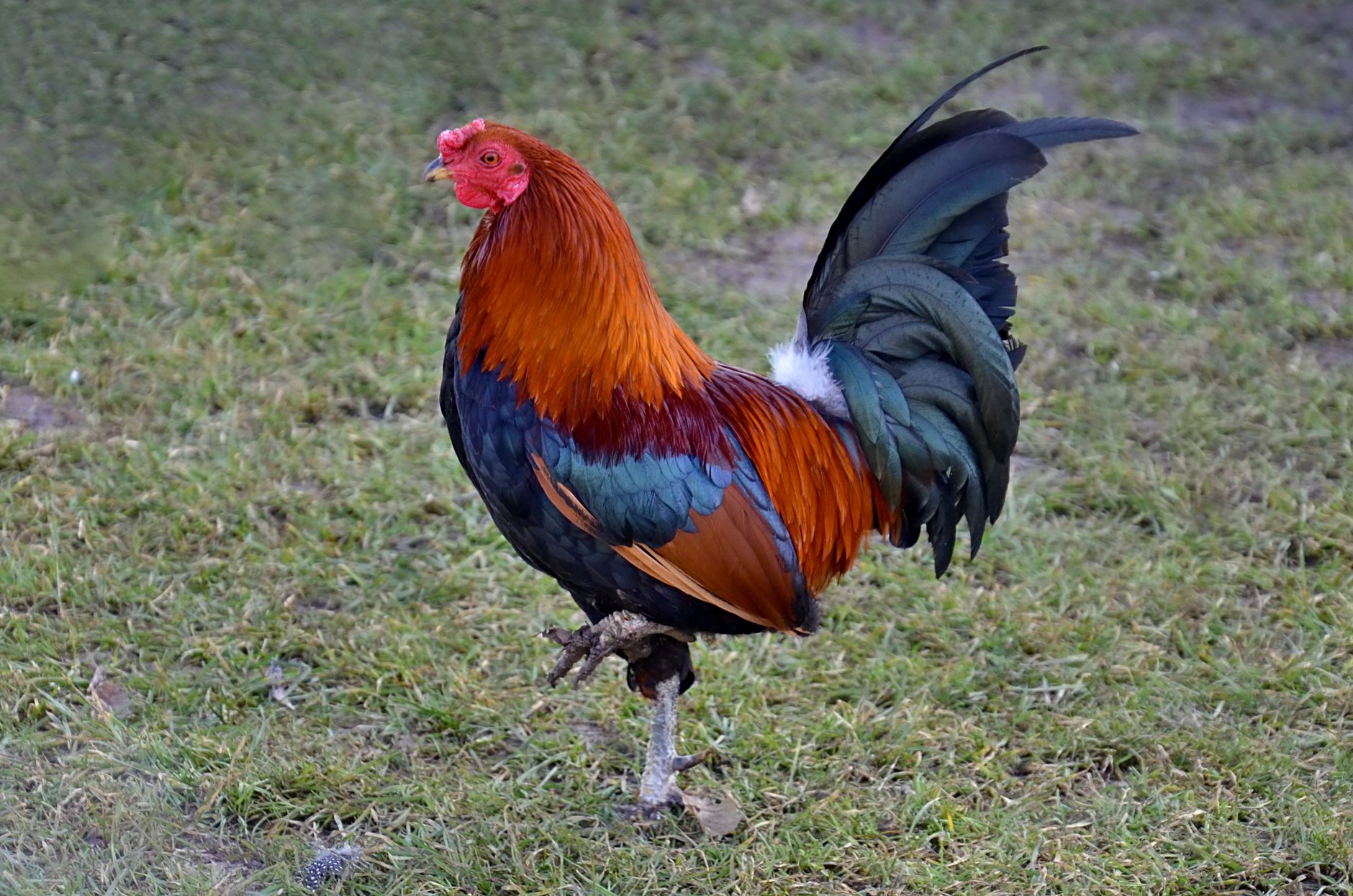 Vietnamese traditional rooster standing in a rural training yard at sunrise, feathers detailed and atmosphere calm