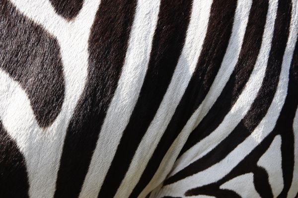 Zebra Pattern Photos, Download The BEST Free Zebra Pattern Stock Photos ...