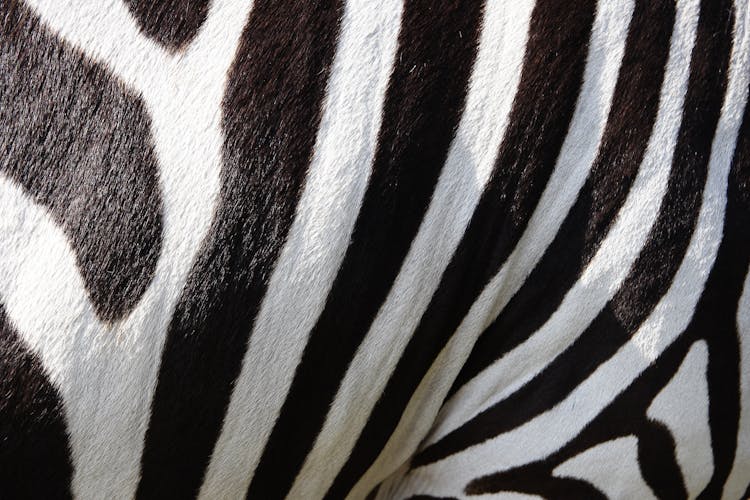 Zebra Fur