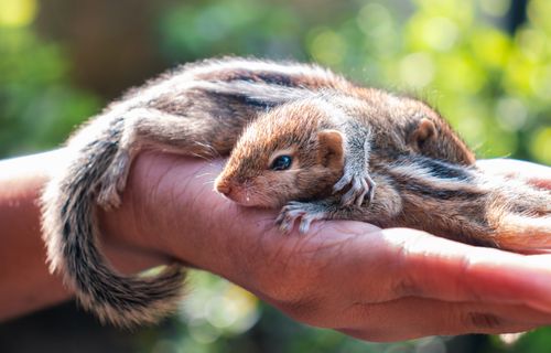 Free A close-up of an Indian Palm Squirrel resting on a person's hand in a natural setting. Stock Photo