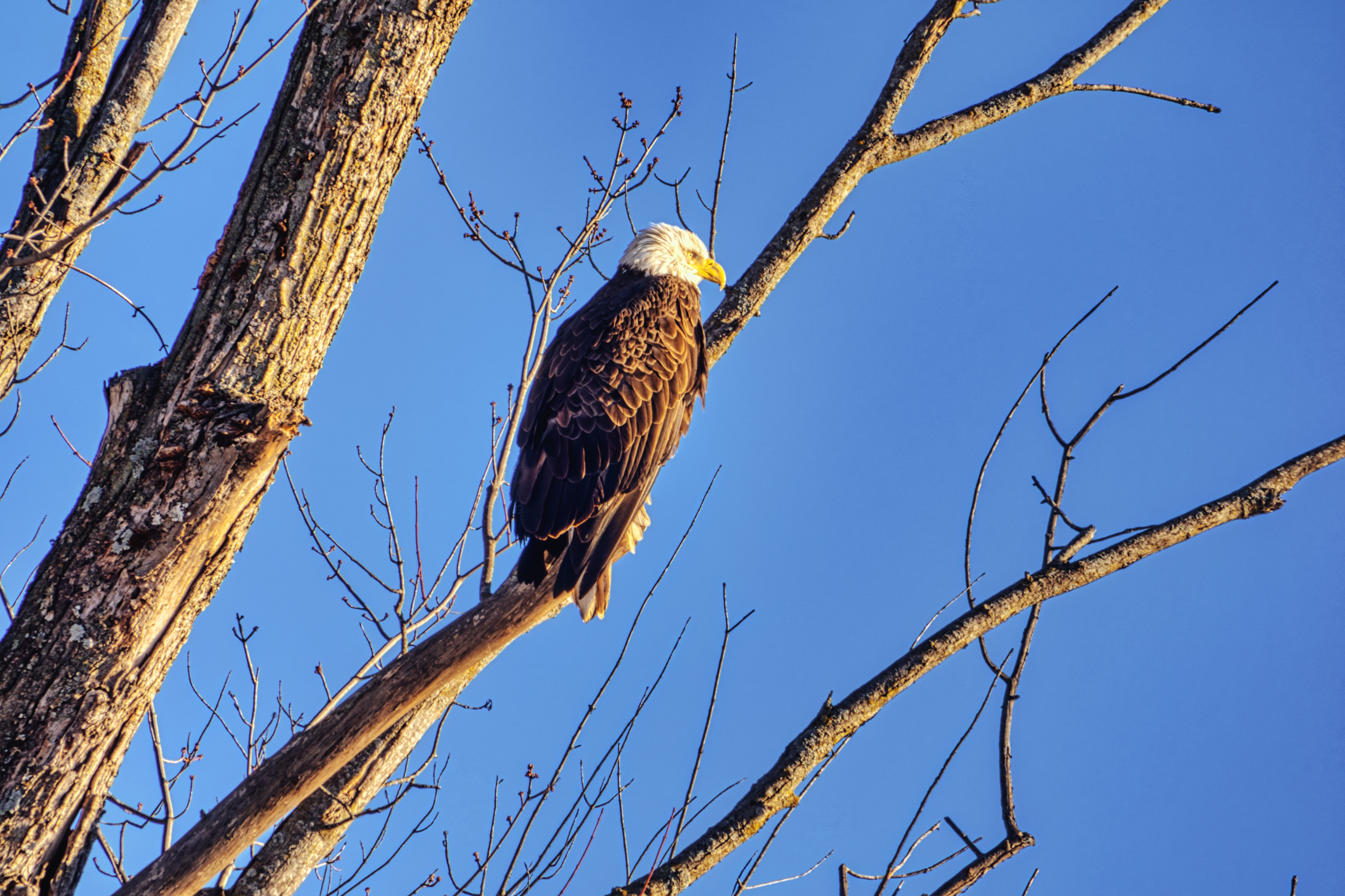 Eagle Sitting on a Branch · Free Stock Photo