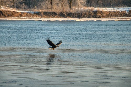 An Eagle Flying Over the Sea