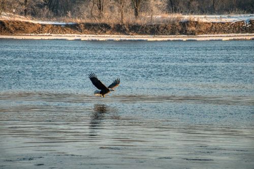 Free Bald eagle gracefully flying over a tranquil lake in winter, Wabasha, Minnesota, capturing the essence of wildlife photography. Stock Photo