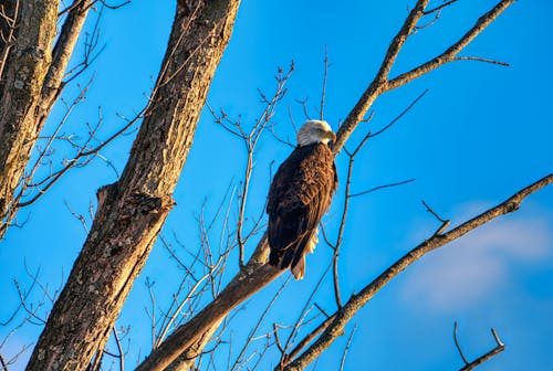 Foto stok gratis bidikan sudut sempit, binatang, burung