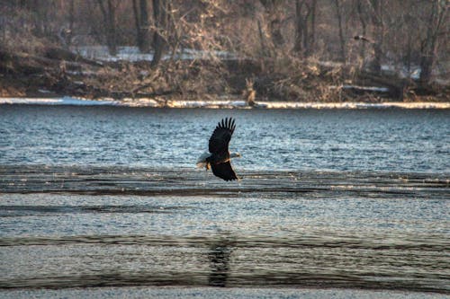 An Eagle Flying over the Lake