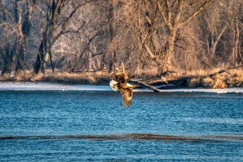 Immagine gratuita di alberi senza foglie, aquila calva, corpo d'acqua