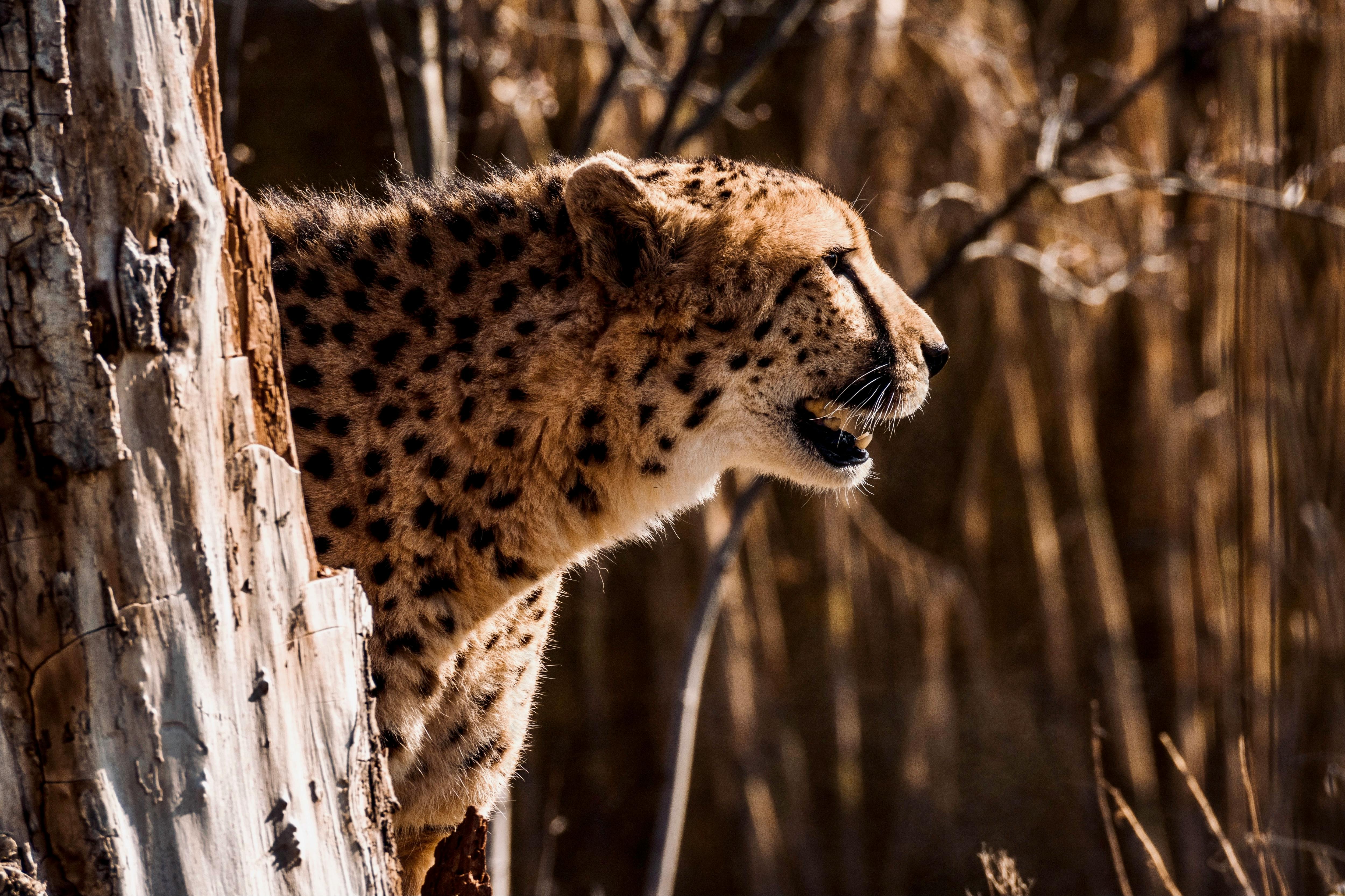 Close-up of a cheetah peeking from behind a tree, showcasing its spots and wild demeanor.