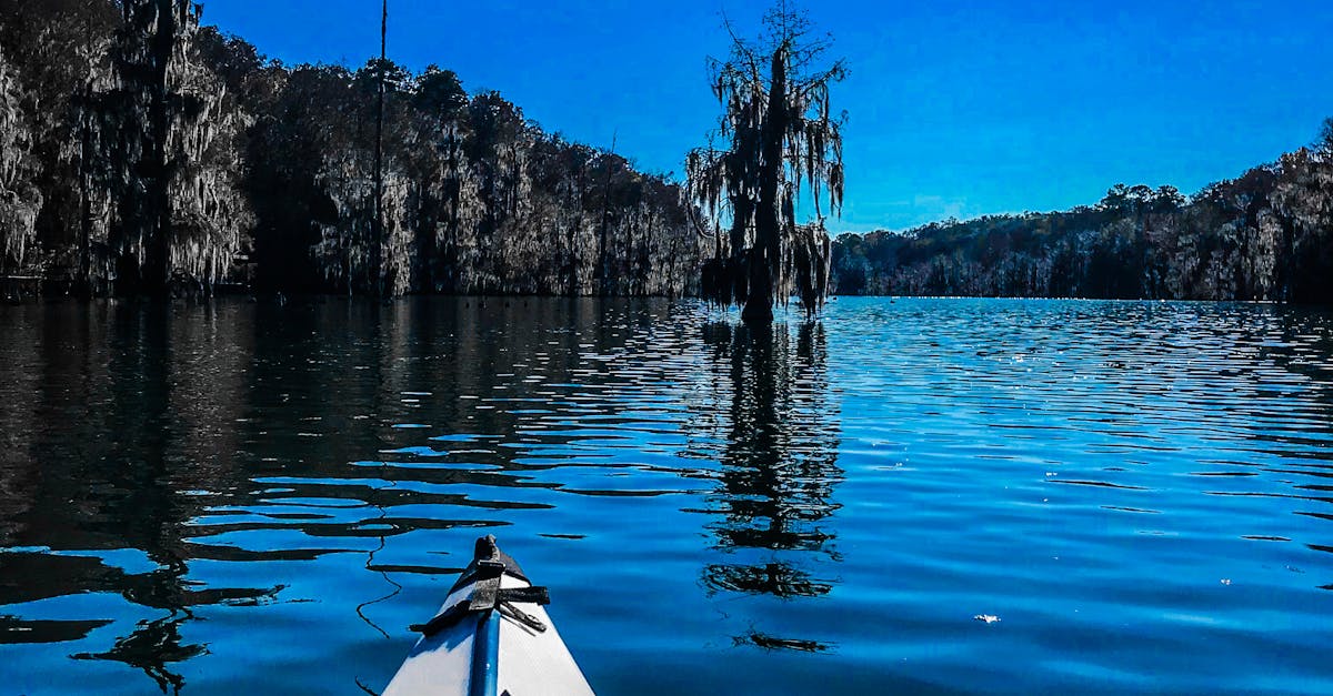 Free stock photo of blue, Cypress Trees, kayaking