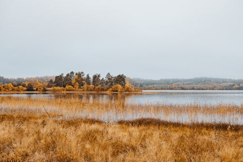 Free Brown Grass on the Lakeshore Stock Photo