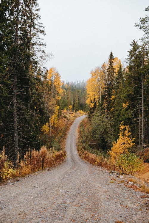 An Off-road Across the Forest