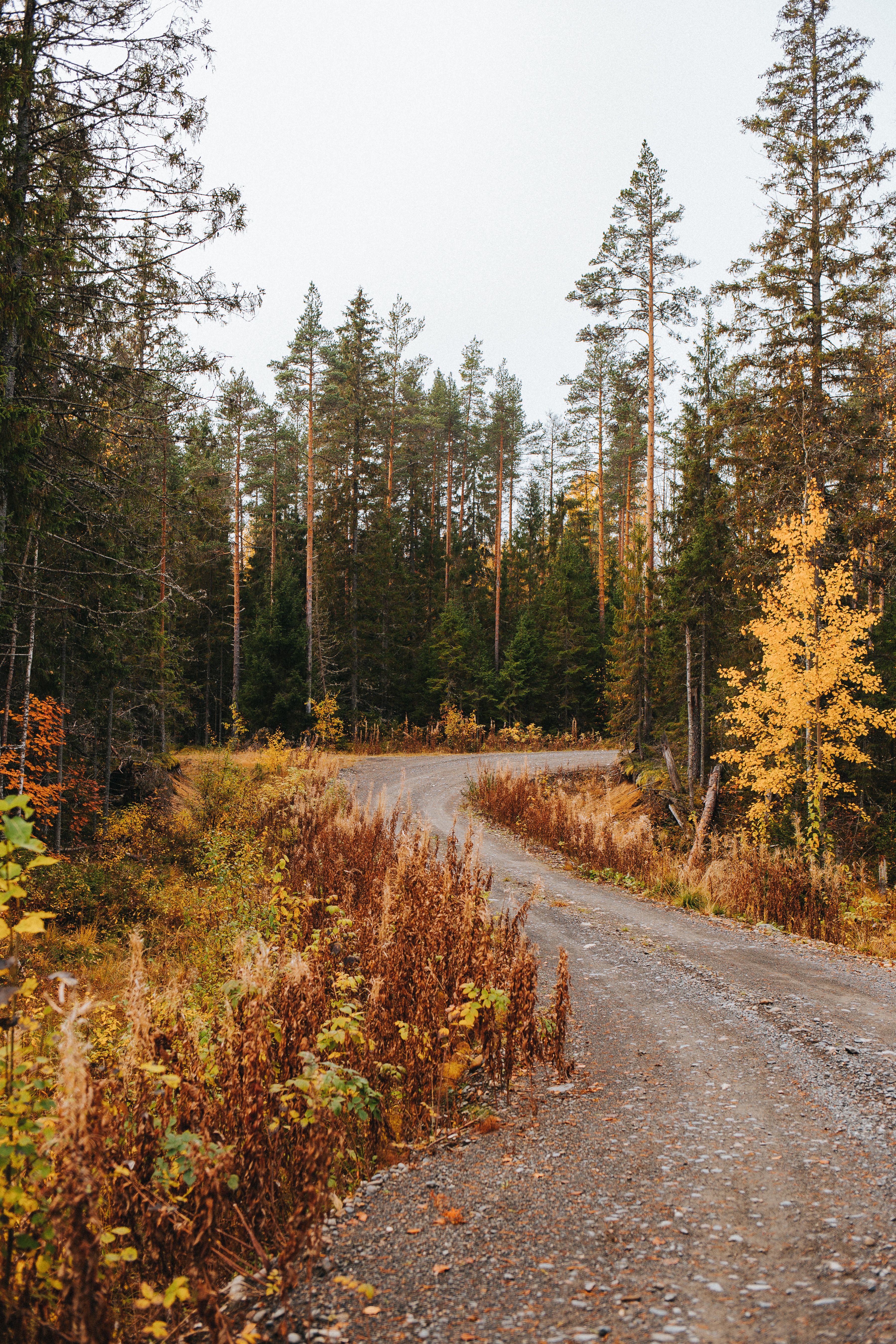 Off-road for Transportation in the Forest · Free Stock Photo