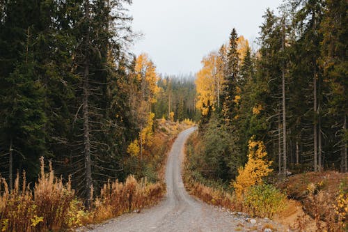 Scenic View An Off-road Crossing the Forest