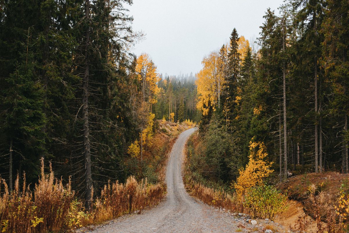 Chemin de gravier étroit serpentant entre les épinettes et les bouleaux jaunes en automne