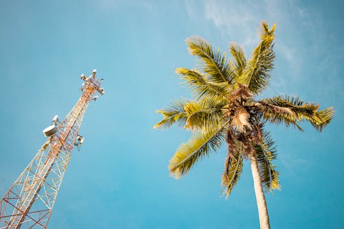 Green Palm Tree Under the Blue Sky