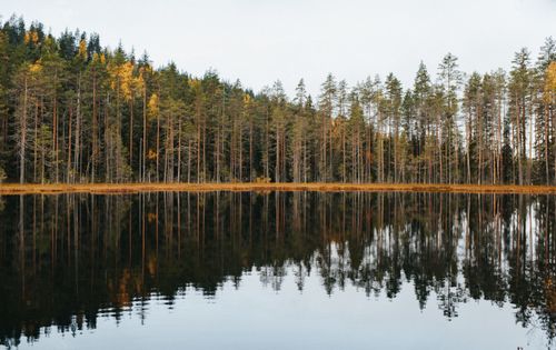 Free Tranquil autumn lake with forest reflection in Karelia, Russia. Stock Photo