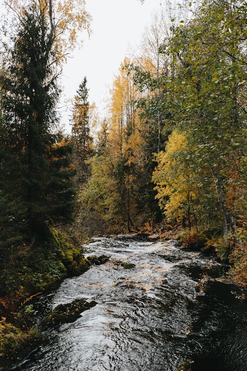 Immagine gratuita di alberi, fiume, fotografia della natura