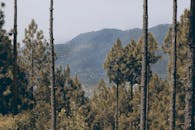 宁静的常绿森林在日光下映衬着雄伟的山脉背景