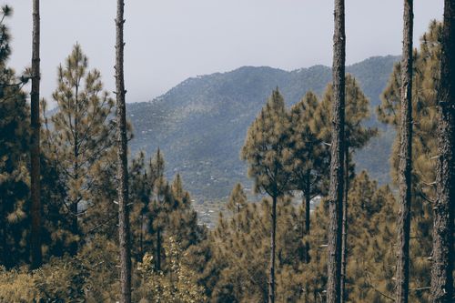 Free Peaceful evergreen forest with majestic mountain backdrop under daylight. Stock Photo