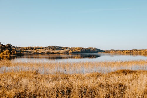 Free Brown Grass Near Body of Water Stock Photo