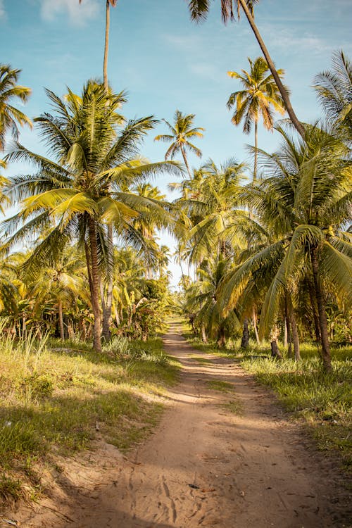 Green Coconut Palm Trees Near the Dirt Road