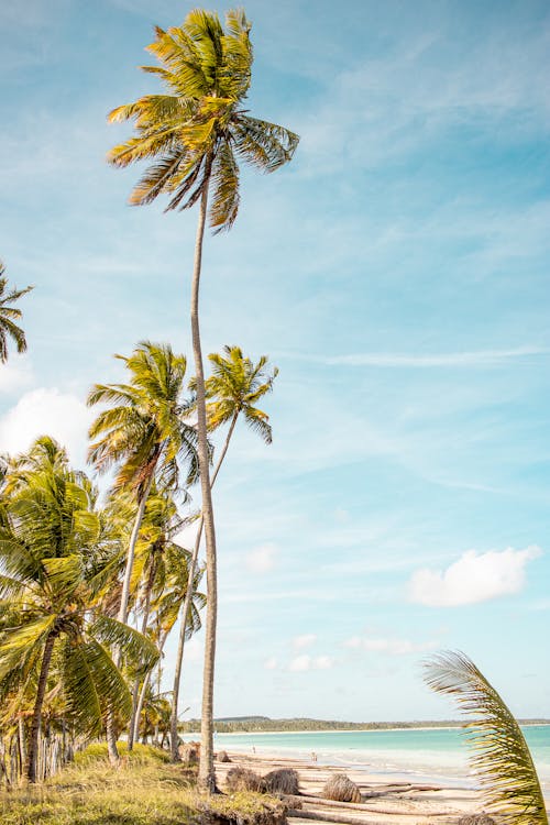 Green Palm Trees Under the Blue Sky