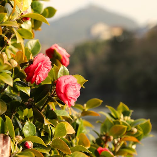 Pink Roses in Bloom