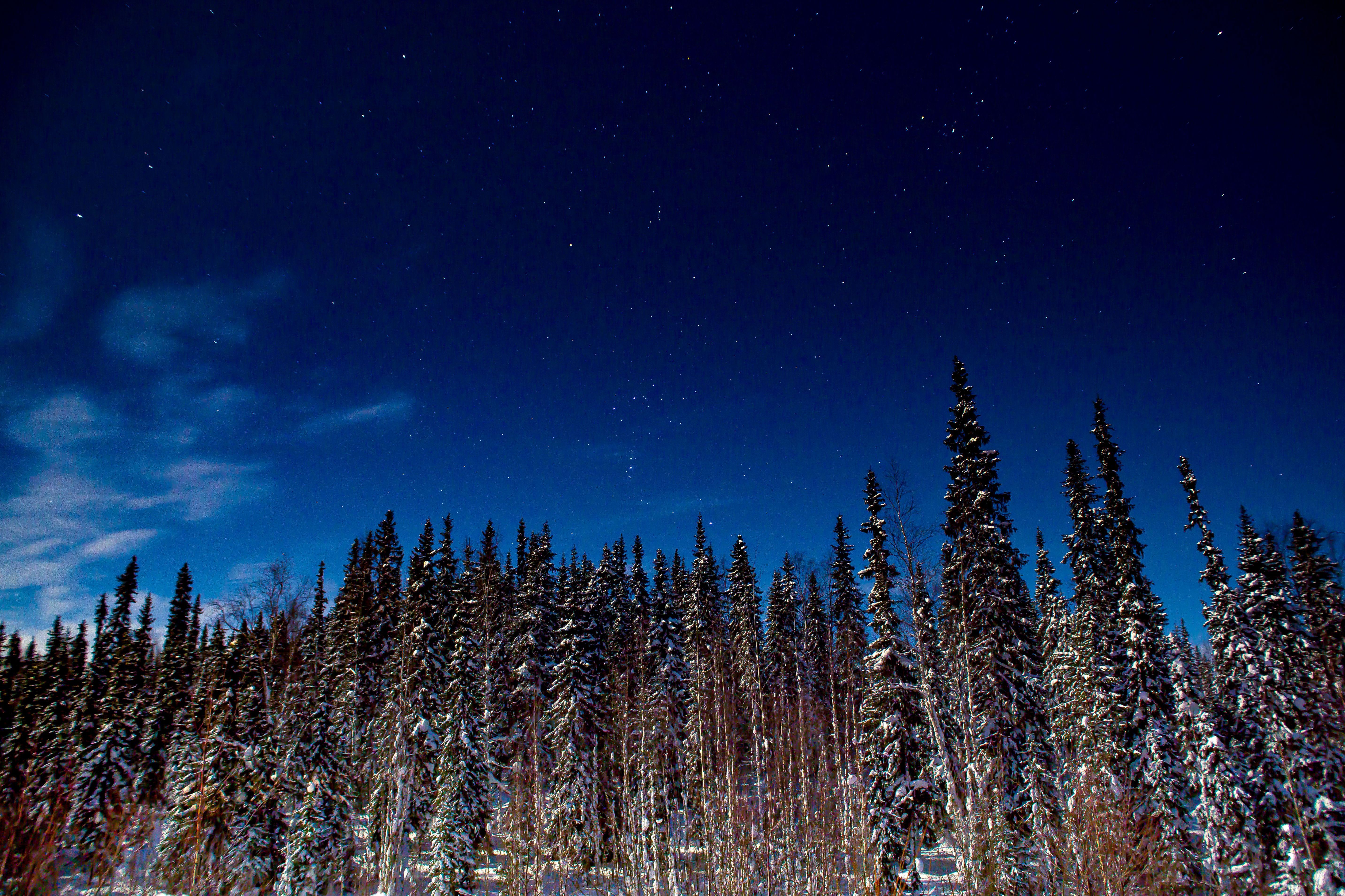 Tall Pine Trees Under Blue Sky · Free Stock Photo
