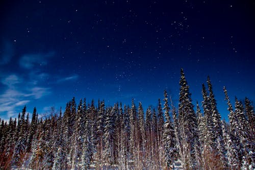 무료 겨울, 눈, 로우앵글 샷의 무료 스톡 사진