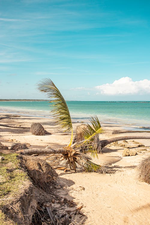 Uprooted Palm Trees on the Beach