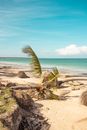 Uprooted Palm Trees on the Beach