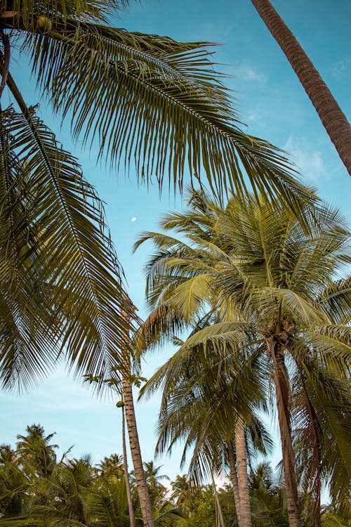 Free stock photo of brasilalagoaslandscape