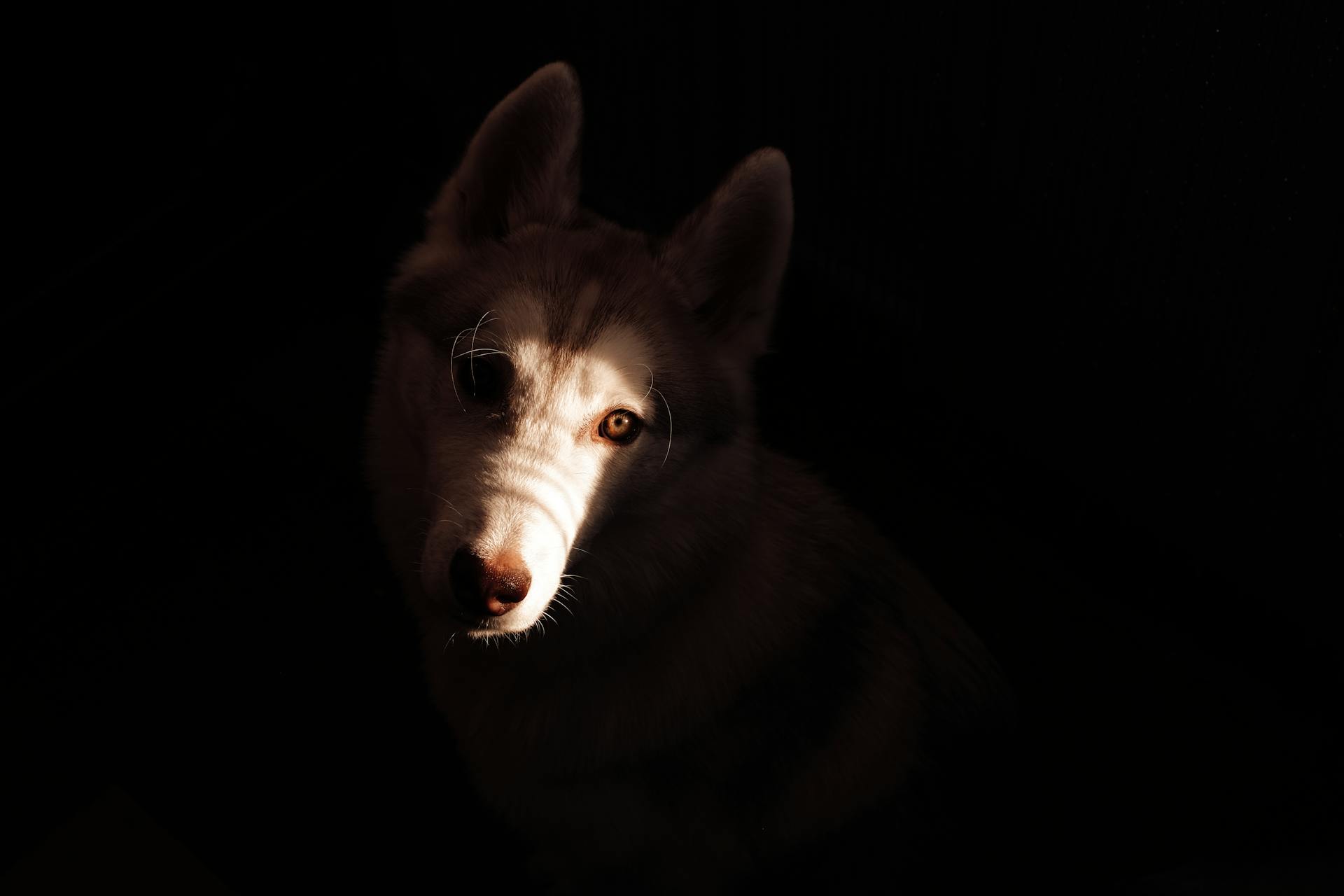 A White and Brown Siberian Husky