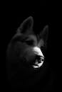 A Grayscale Photo of Siberian Husky