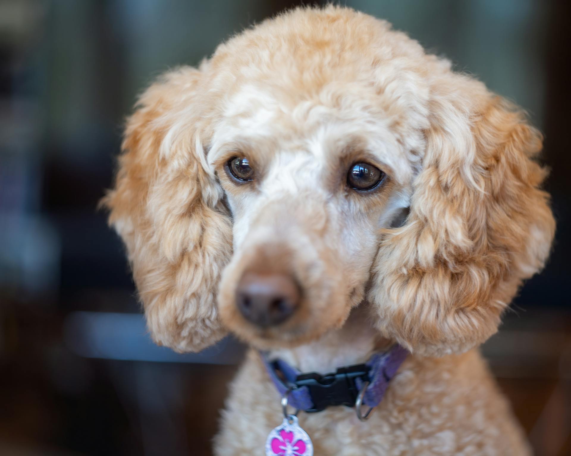 Adorable purebred dog with fluffy beige fur in collar with pendant looking away in daytime