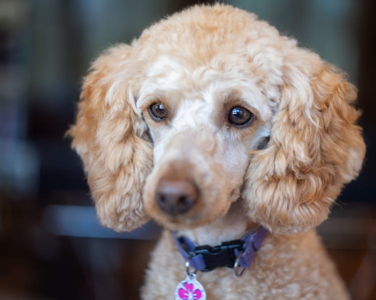 Poodle With Brown Eyes And Curly Coat