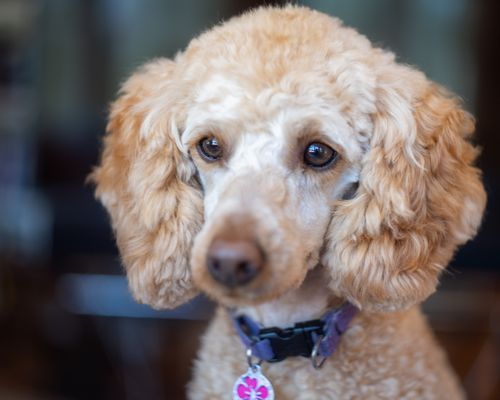Free Adorable purebred dog with fluffy beige fur in collar with pendant looking away in daytime Stock Photo