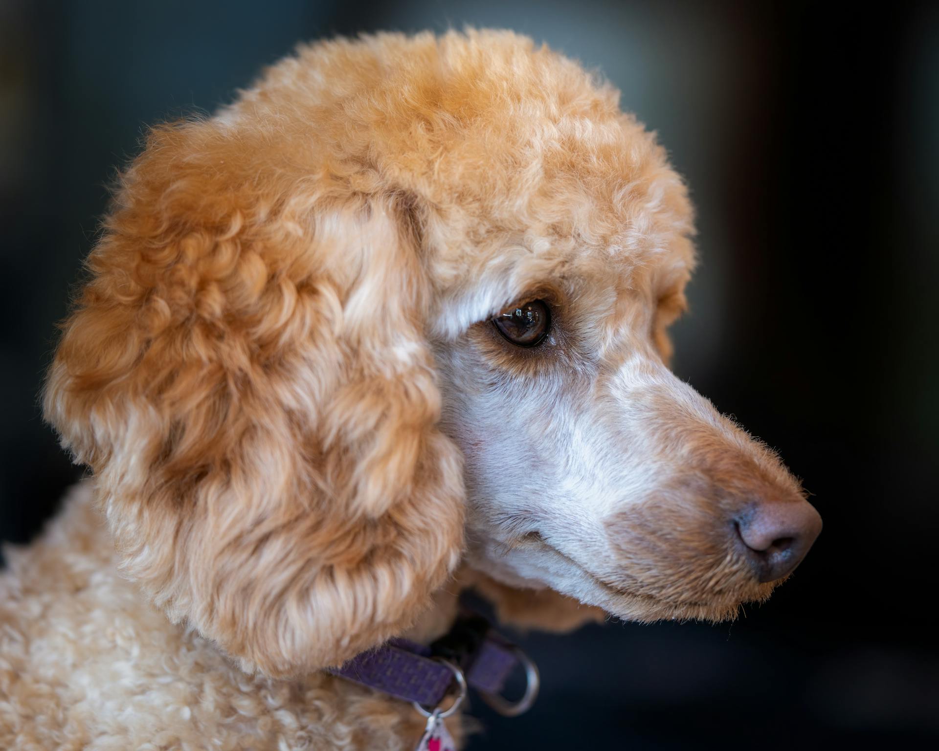 Poodle with fluffy coat on dark background