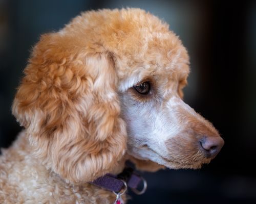 Free Cute purebred dog with curly beige and brown fur in collar looking away on dark background Stock Photo