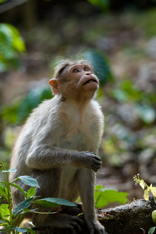 Immagine gratuita di carino, fotografia di animali, macaco