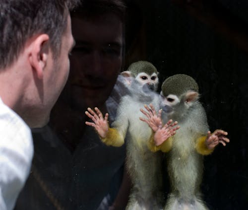 Foto profissional grátis de contato, humano, jardim zoológico