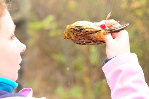 Foto profissional grátis de biologia aviária, conservação da vida selvagem, ornitologia