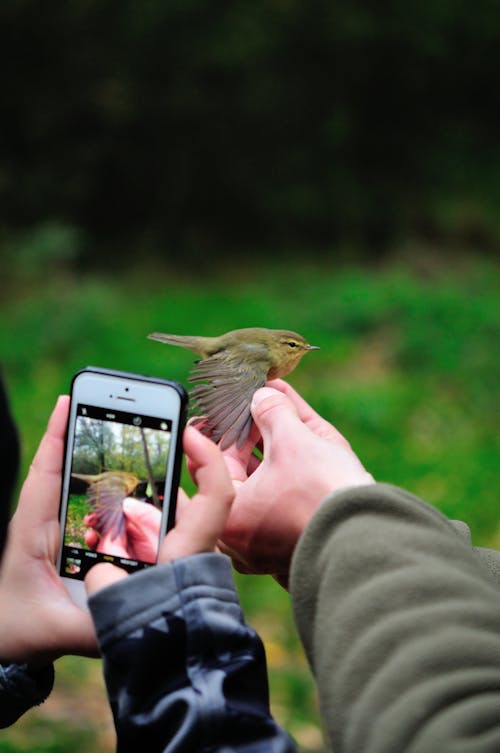 Základová fotografie zdarma na téma biologie, bude pěnice, divočina