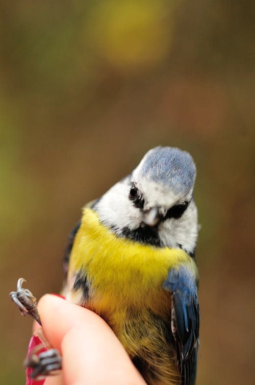 Foto profissional grátis de biologia aviária, chapim-azul, passarinhos