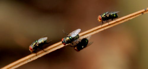 คลังภาพถ่ายฟรี ของ houseflies, สัตว์รบกวน, แมลง